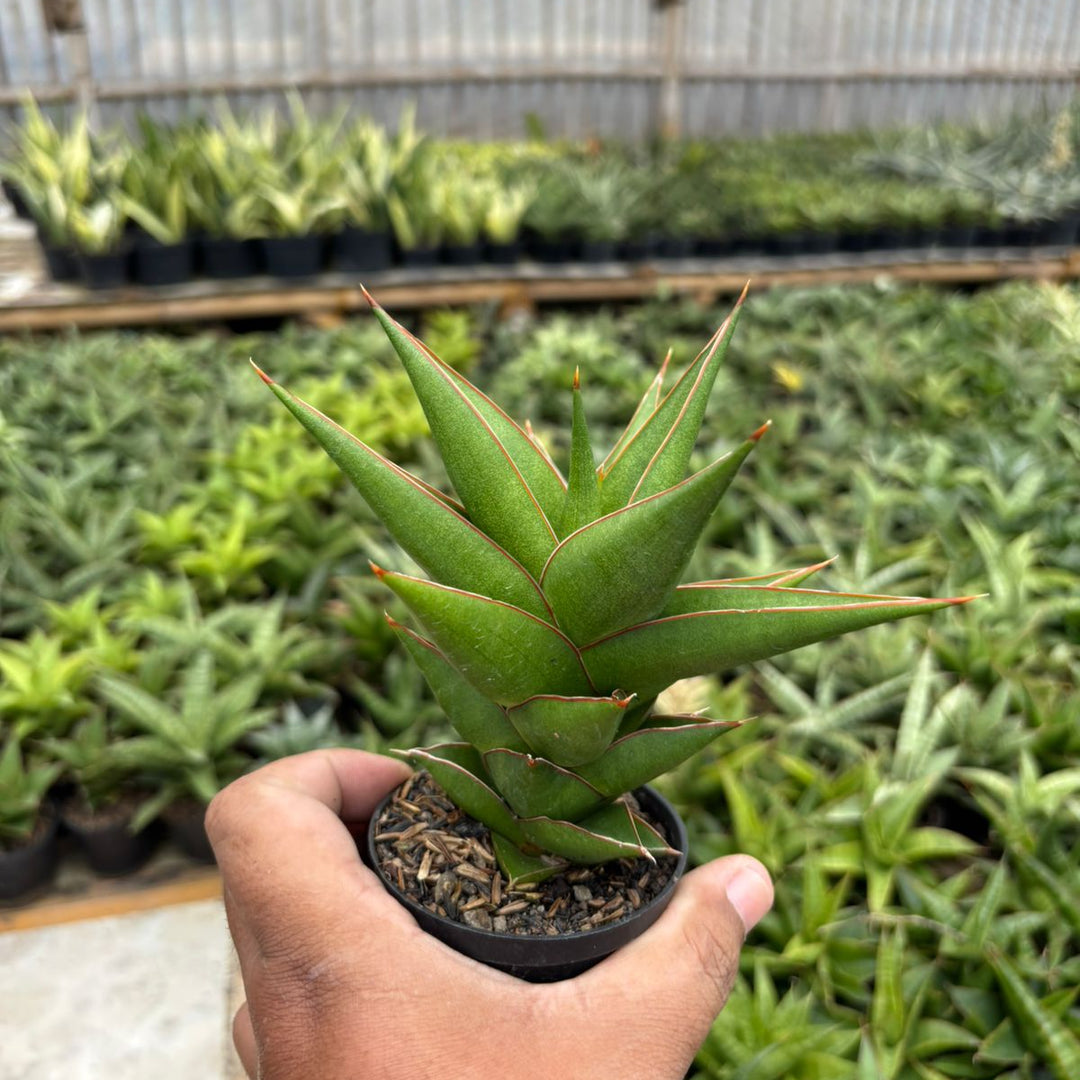 succulent plant tower Sansevieria tower blue – Succulentasia