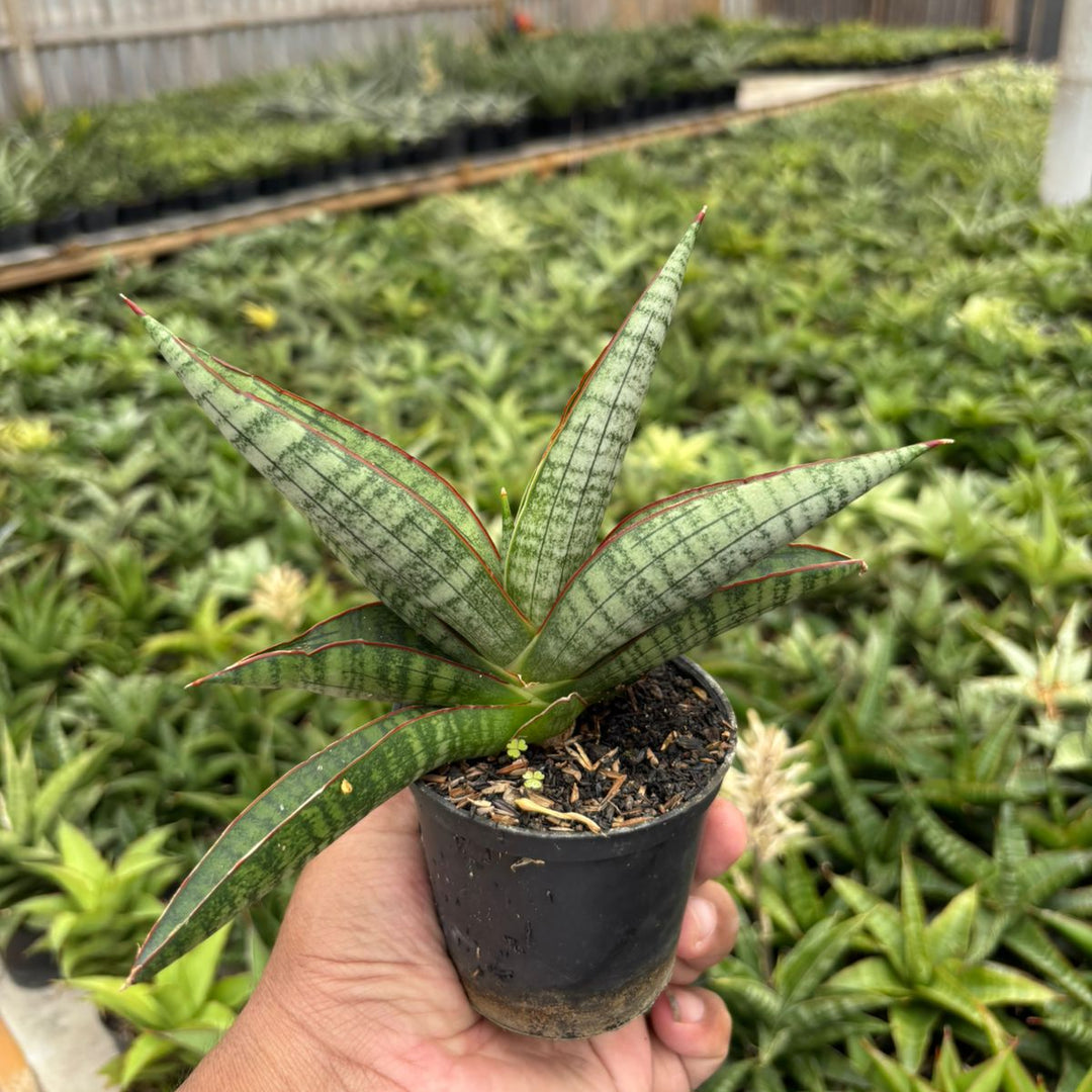 Sansevieria Anjani Blue Ice