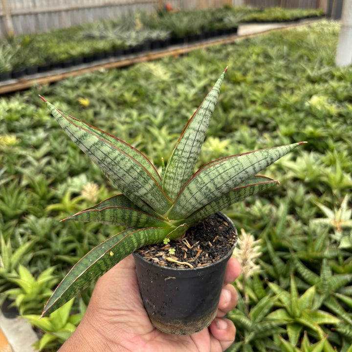 Sansevieria Anjani Blue Ice