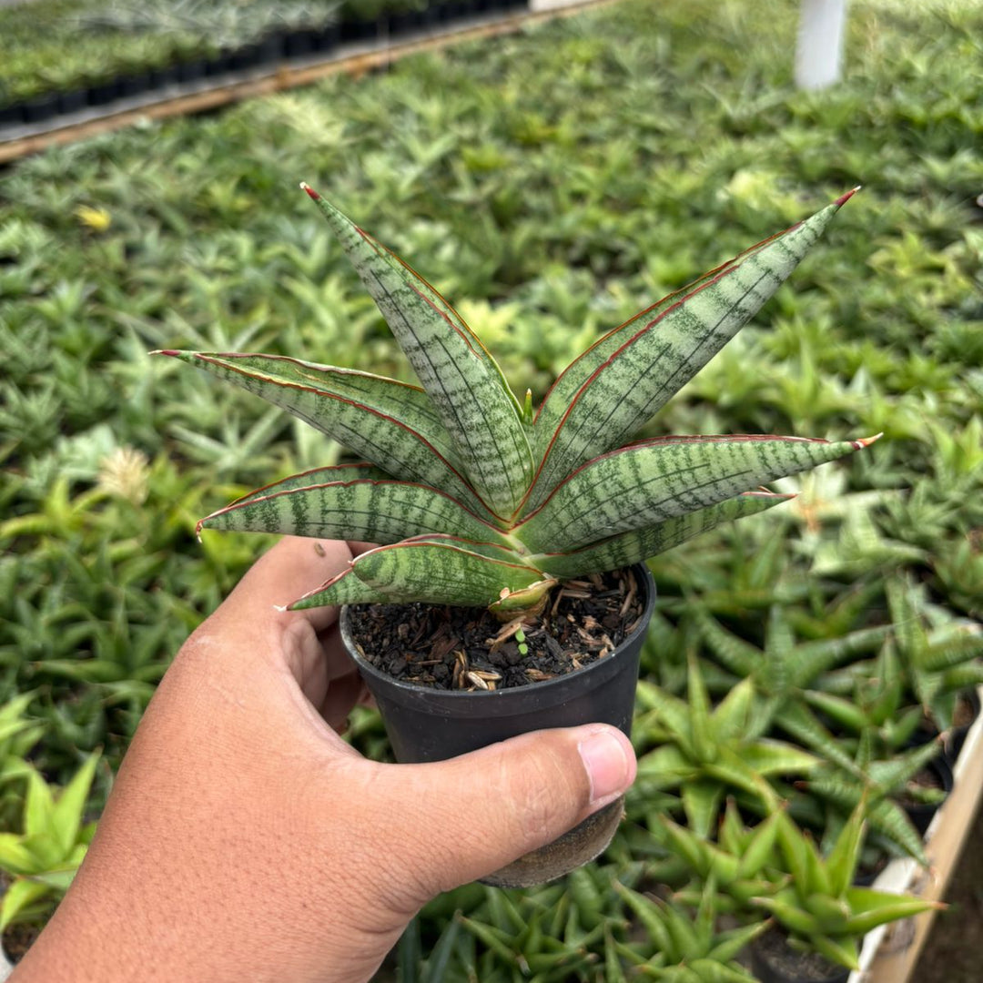 Sansevieria Anjani Blue Ice