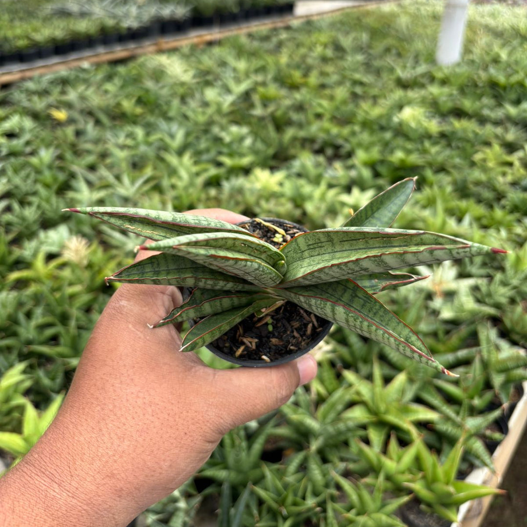 Sansevieria Anjani Blue Ice