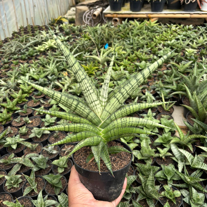 Sansevieria Irisbella