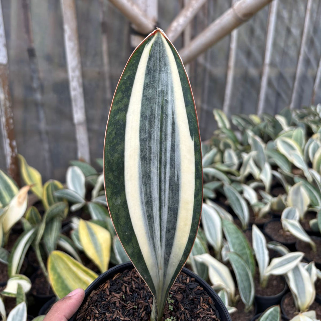 sansevieria masoniana white variegated Sansevieria Masoniana Variegated GOOD QUALITY