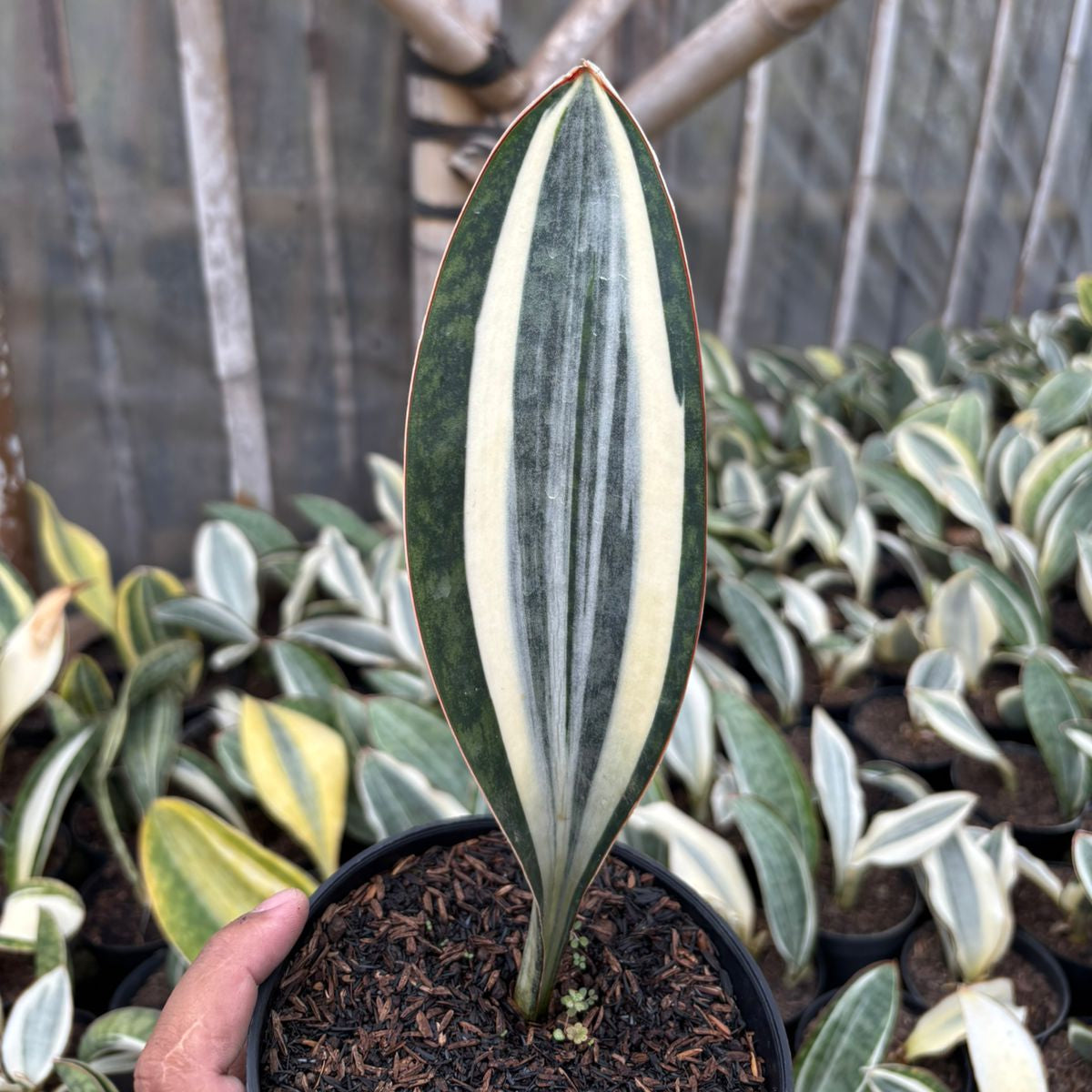 Sansevieria Masoniana Variegated GOOD QUALITY – Succulentasia