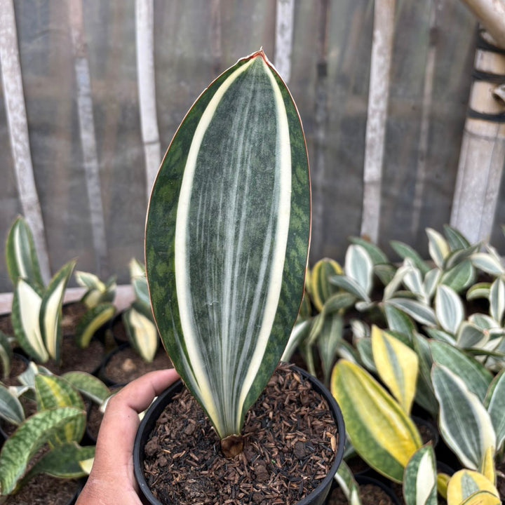 Sansevieria Masoniana Variegated MEDIUM QUALITY