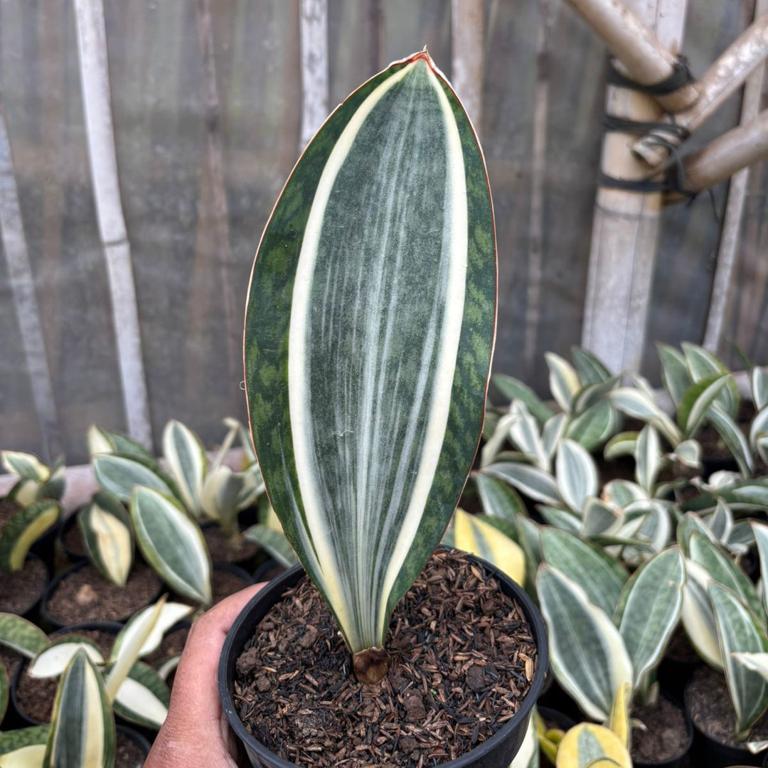 sansevieria for sale Sansevieria Masoniana Variegated MEDIUM QUALITY