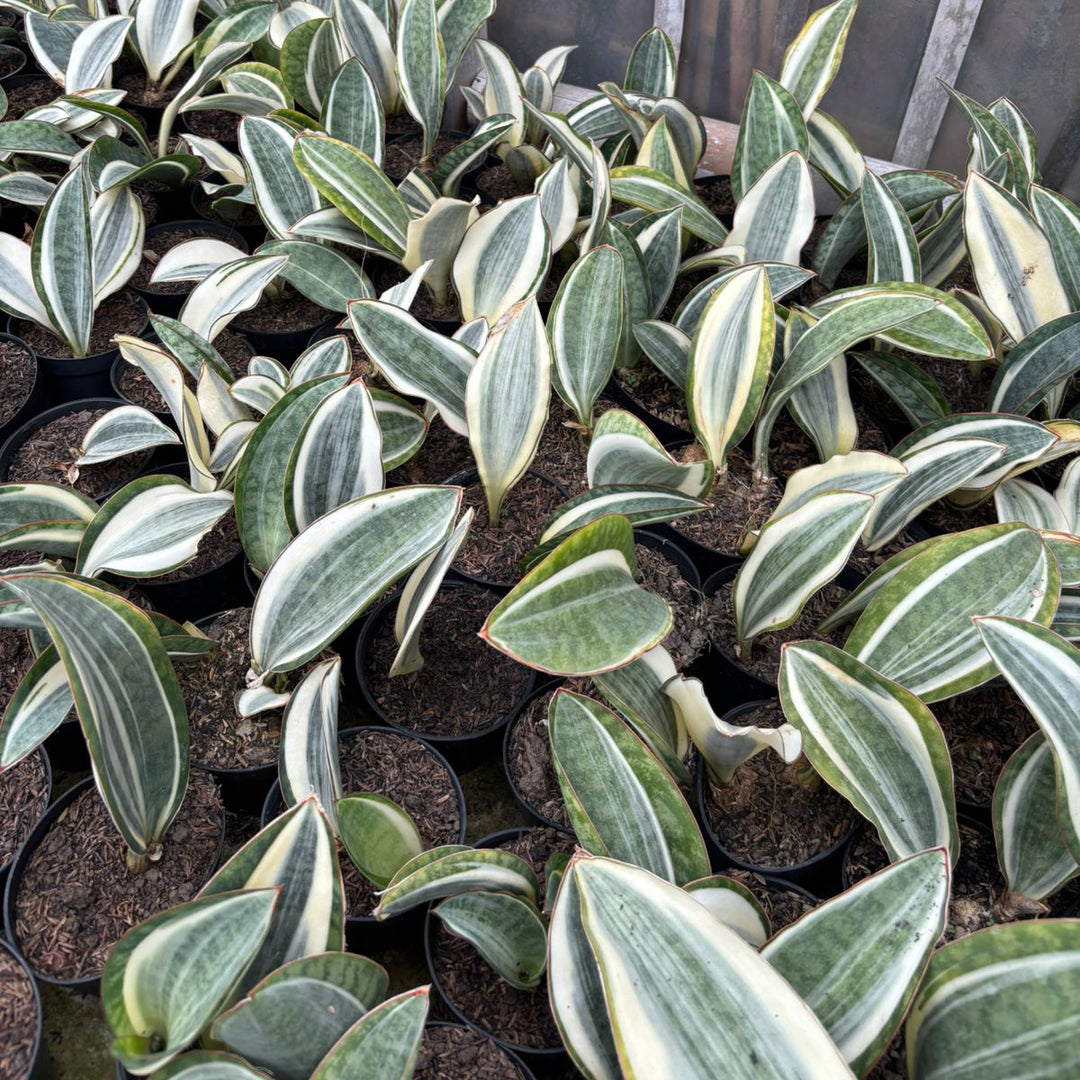 Sansevieria Masoniana Variegated GOOD QUALITY
