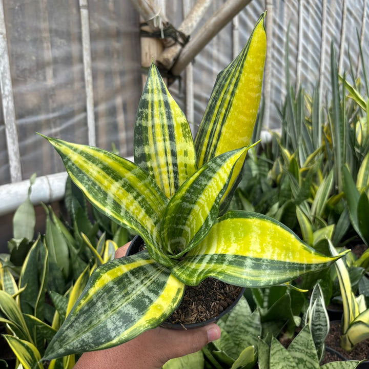 Sansevieria Futura Variegated