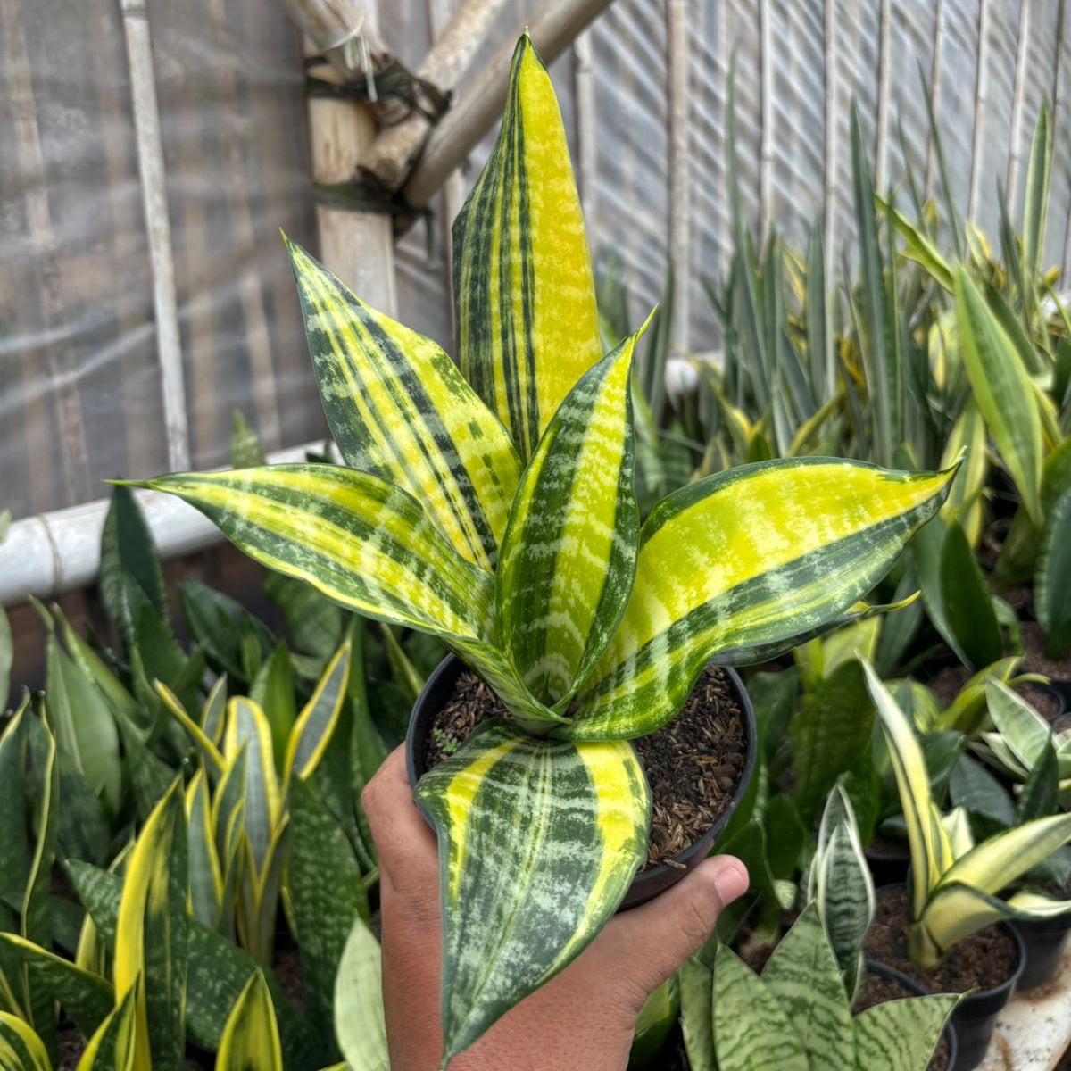 Sansevieria Futura Variegated – Succulentasia