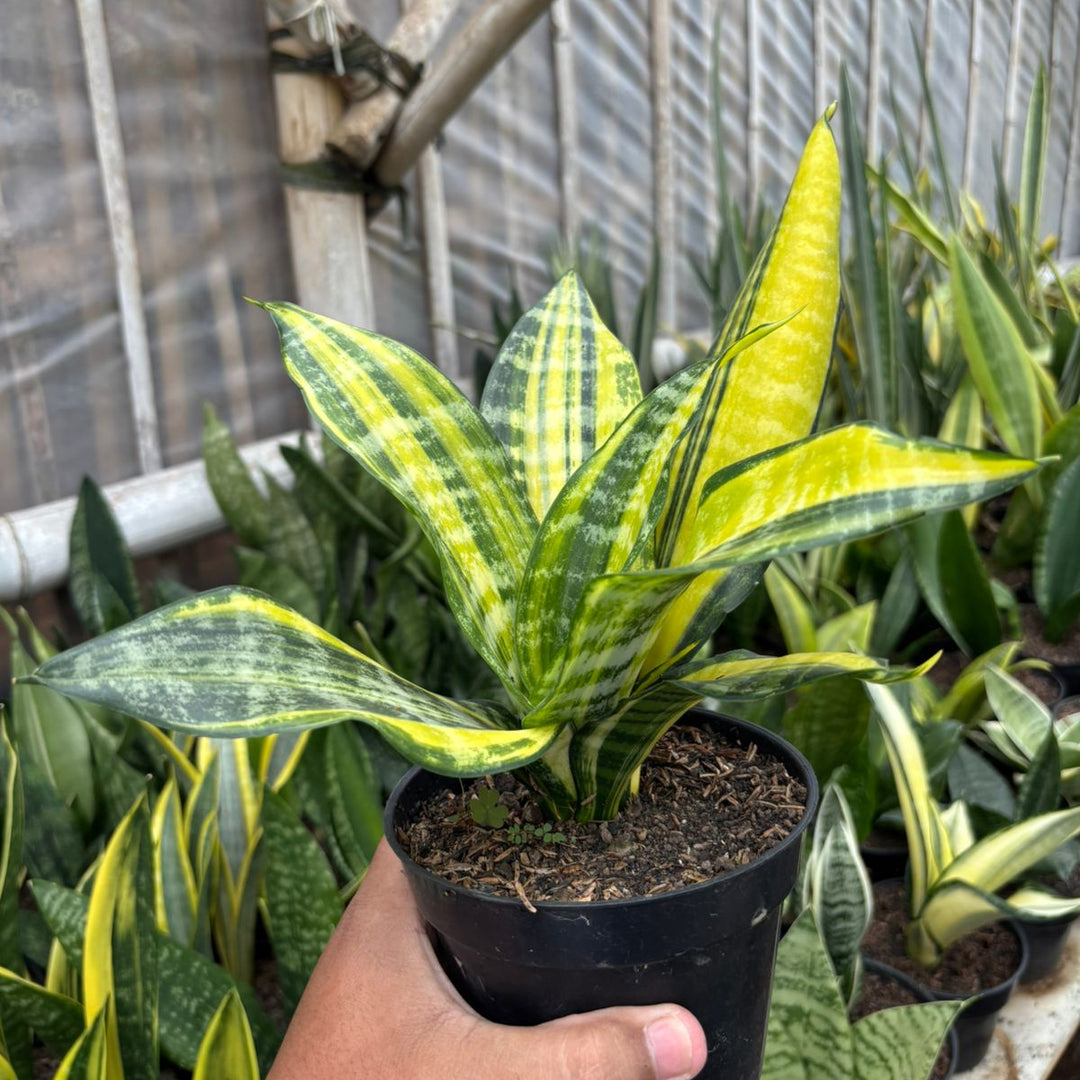 sansevieria trifasciata golden flame Sansevieria Futura Variegated – Succulentasia