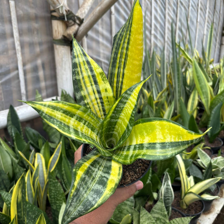Sansevieria Futura Variegated
