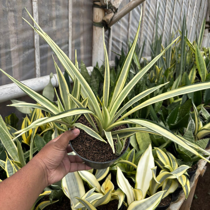 Sansevieria Parpalancet White Variegated