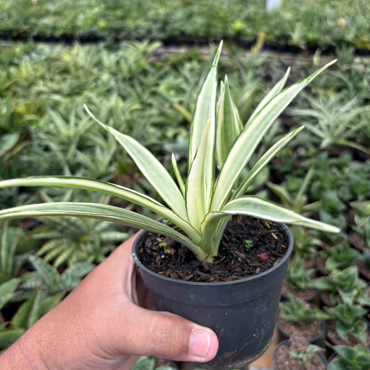 Sansevieria Parpalancet White Variegated – Succulentasia
