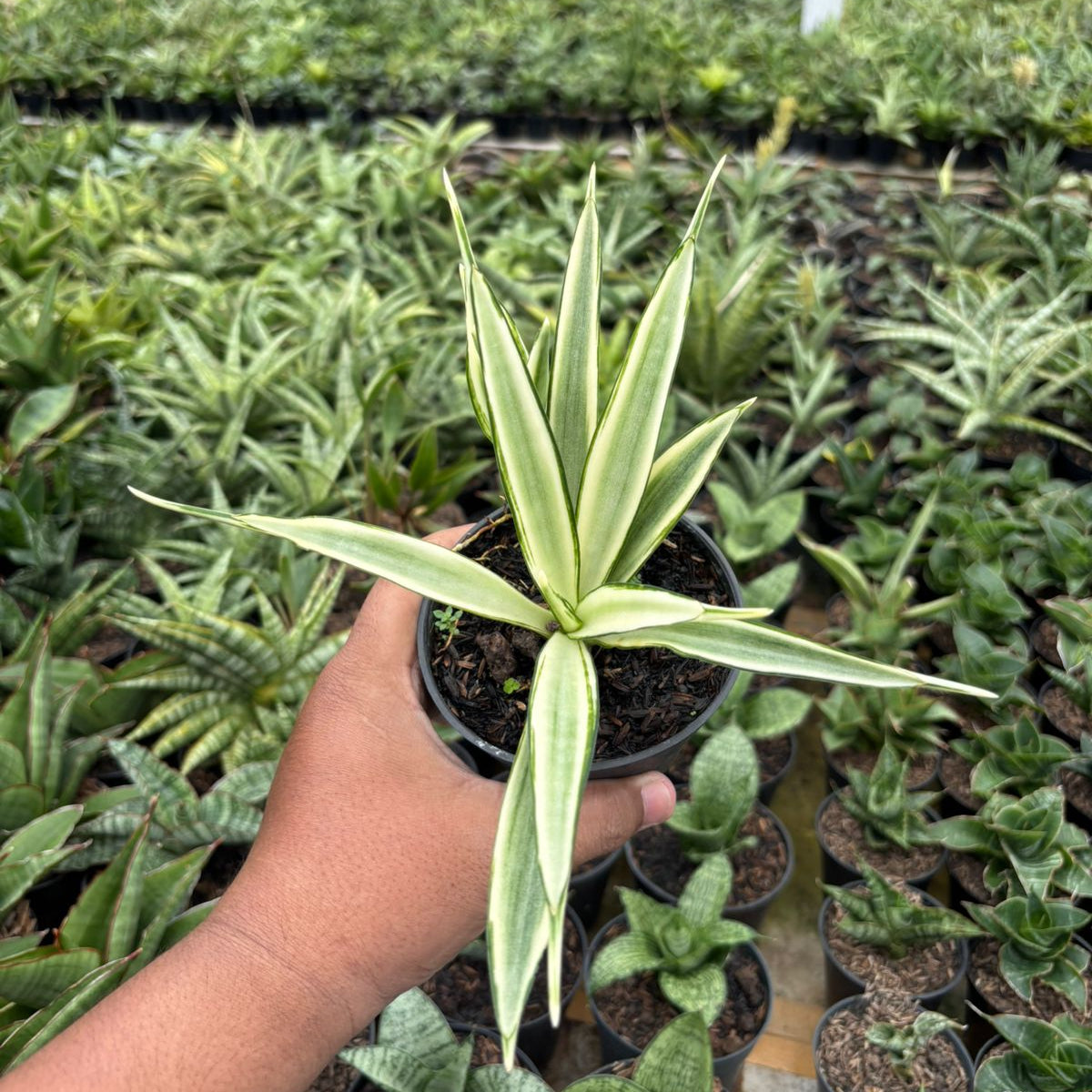Sansevieria Parpalancet White Variegated – Succulentasia