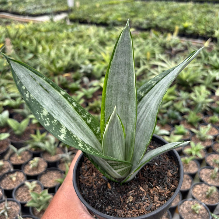 Sansevieria Trifasciata Morgenstern