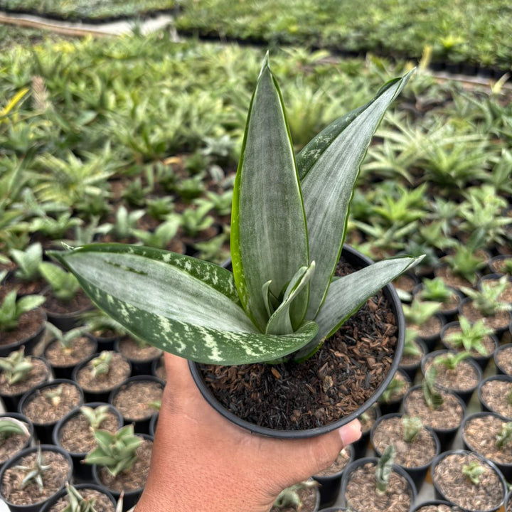 Sansevieria Trifasciata Morgenstern