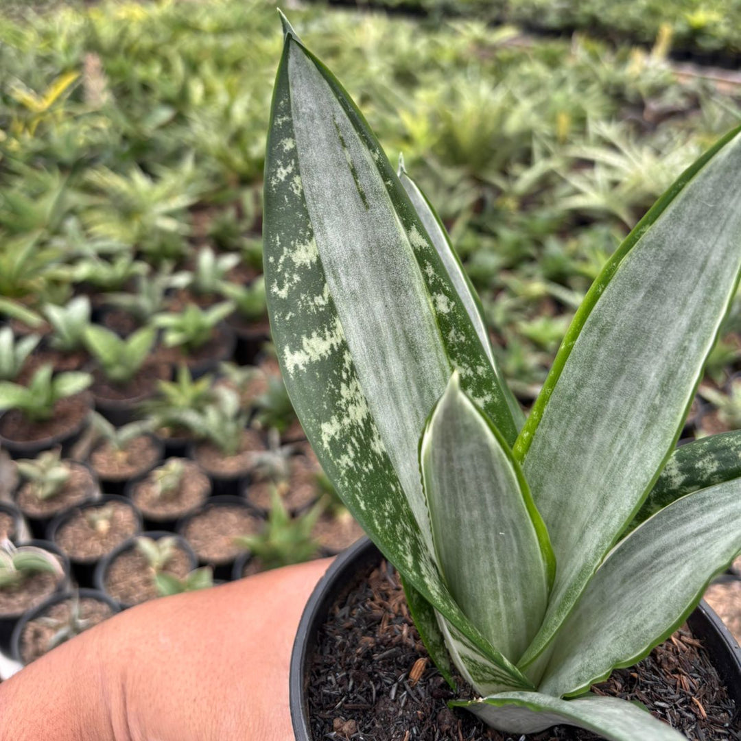 Sansevieria Trifasciata Morgenstern