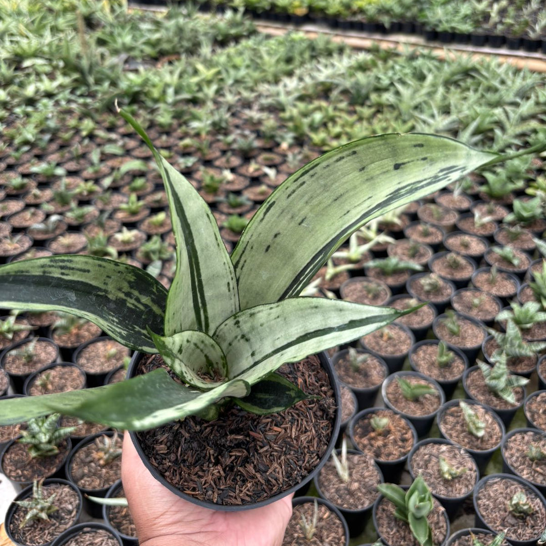 sansevieria brazilian Sansevieria Monshine Brazilian