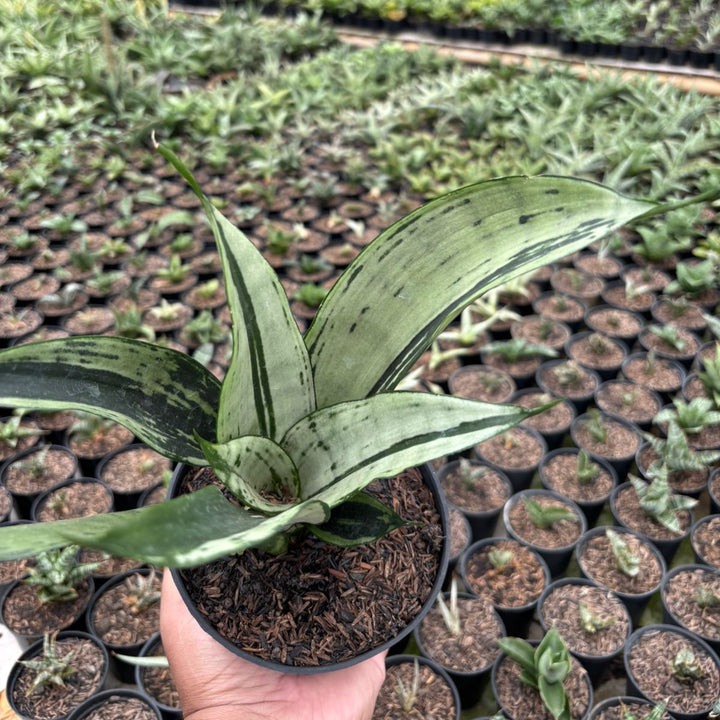 Sansevieria Monshine Brazilian