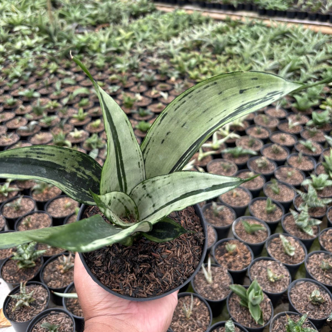 SA11 Sansevieria brazilian