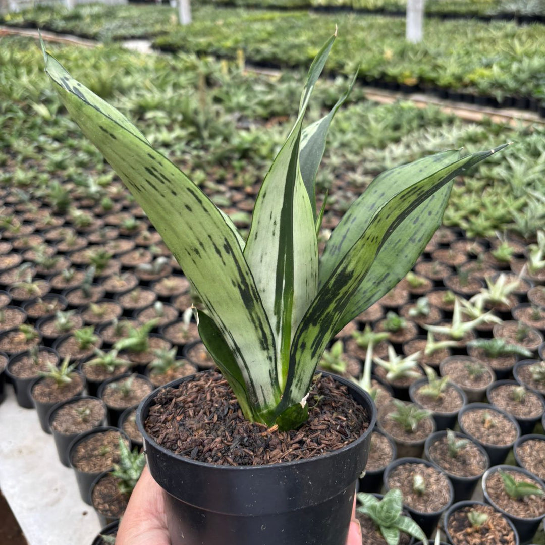 sansevieria brazilian Sansevieria Monshine Brazilian