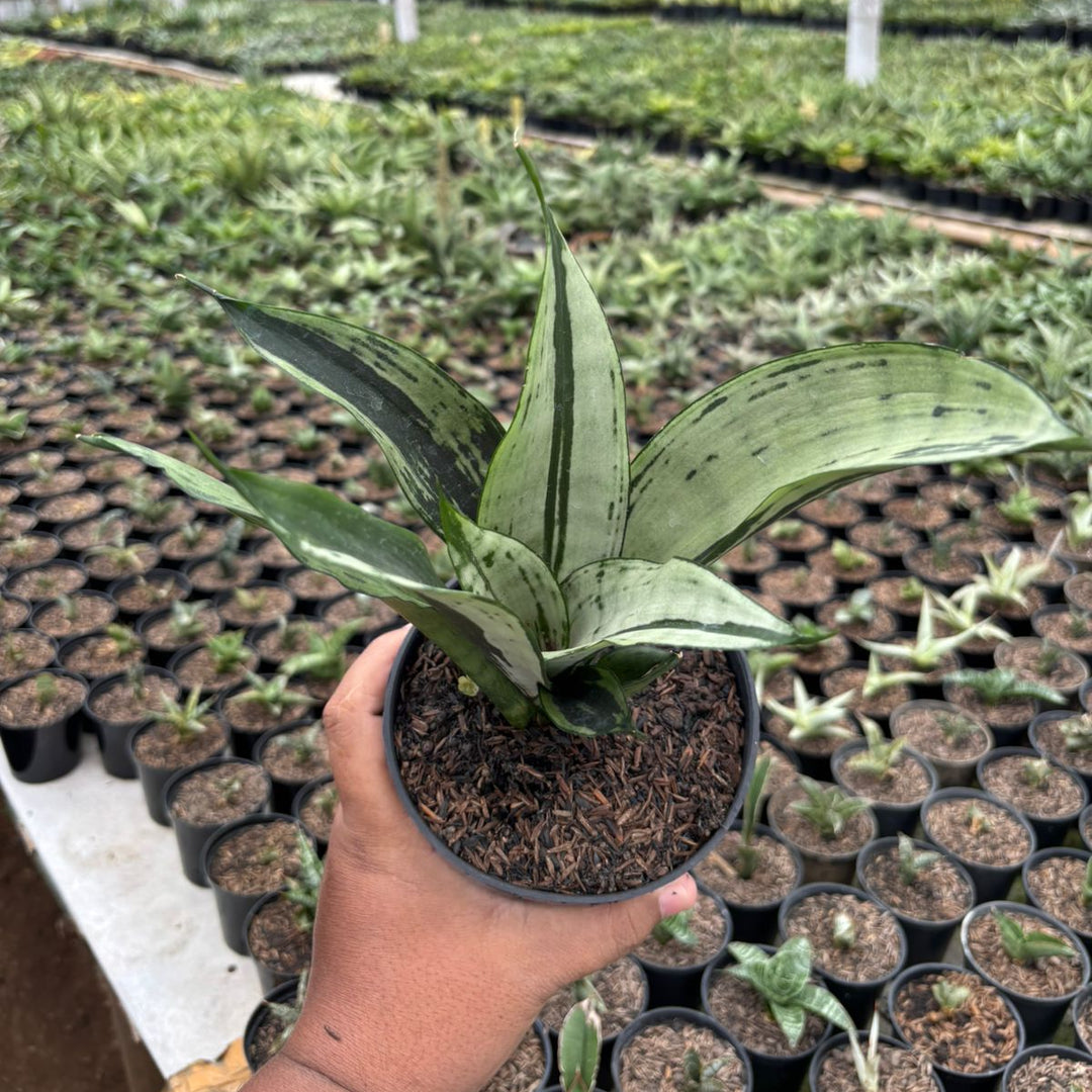 sansevieria moonshine brazilian Sansevieria Monshine Brazilian