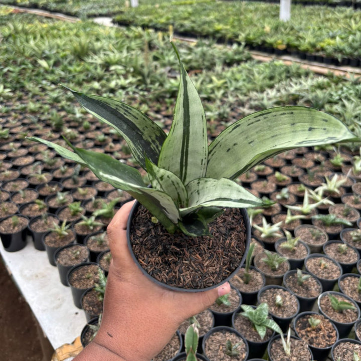SA11 Sansevieria brazilian