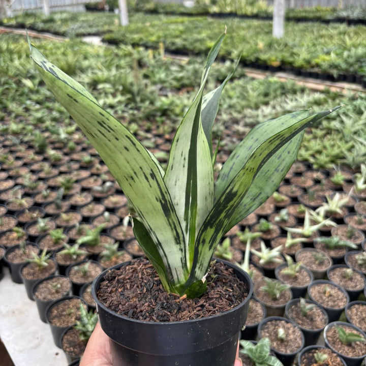 SA11 Sansevieria brazilian