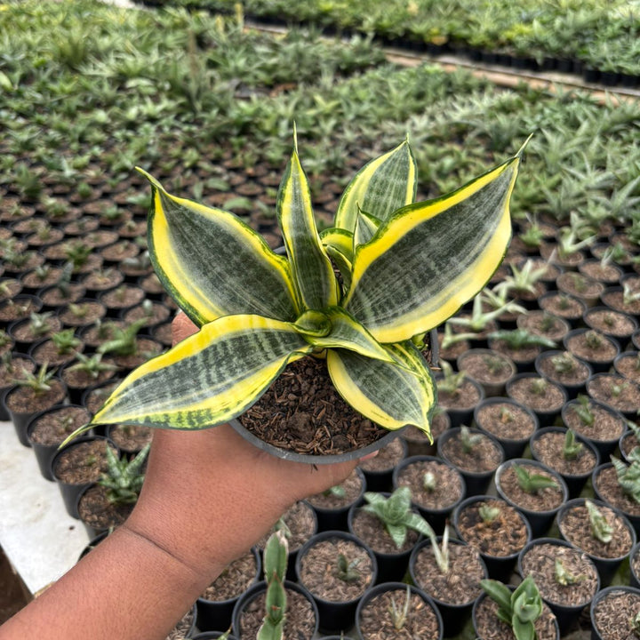 Sansevieria Gold Banner