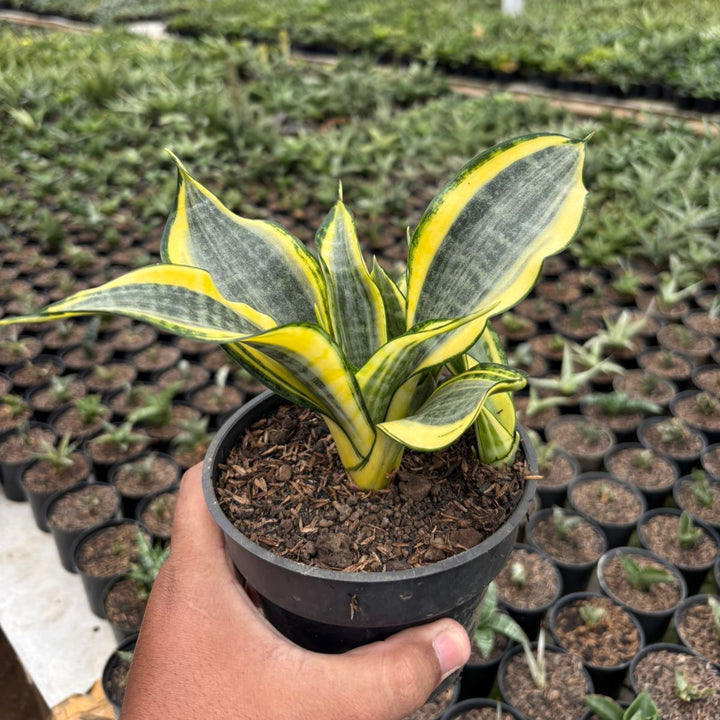 Sansevieria Gold Banner