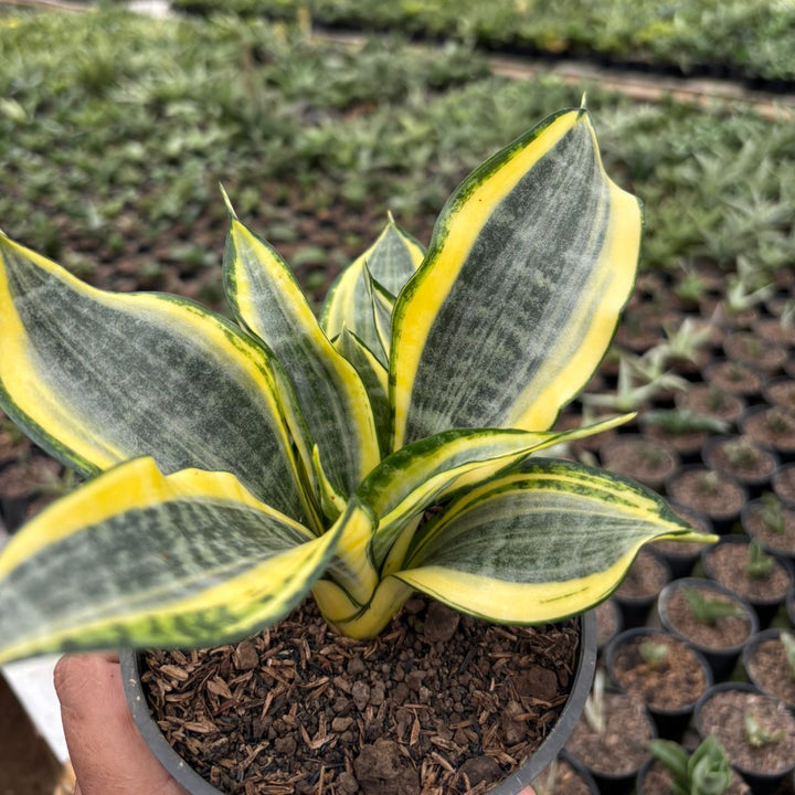 Sansevieria Gold Banner