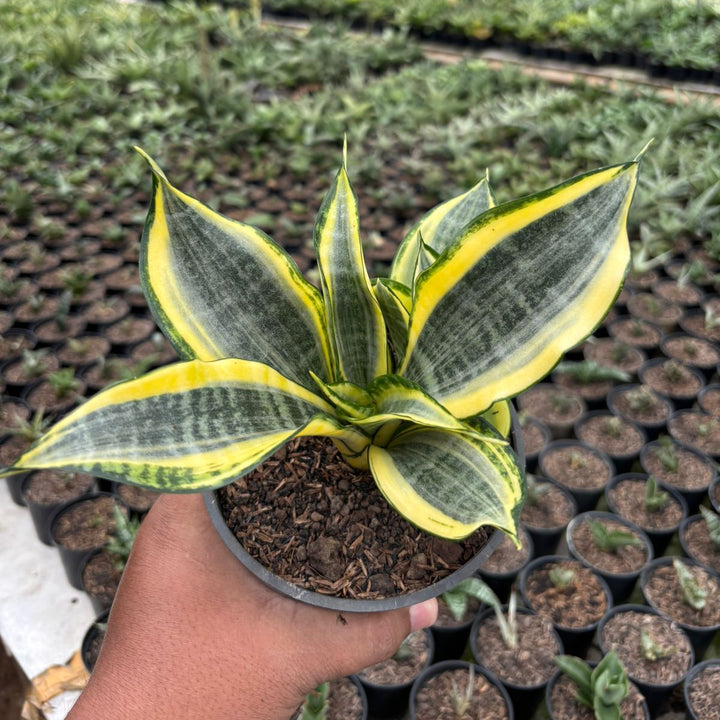 Sansevieria Gold Banner