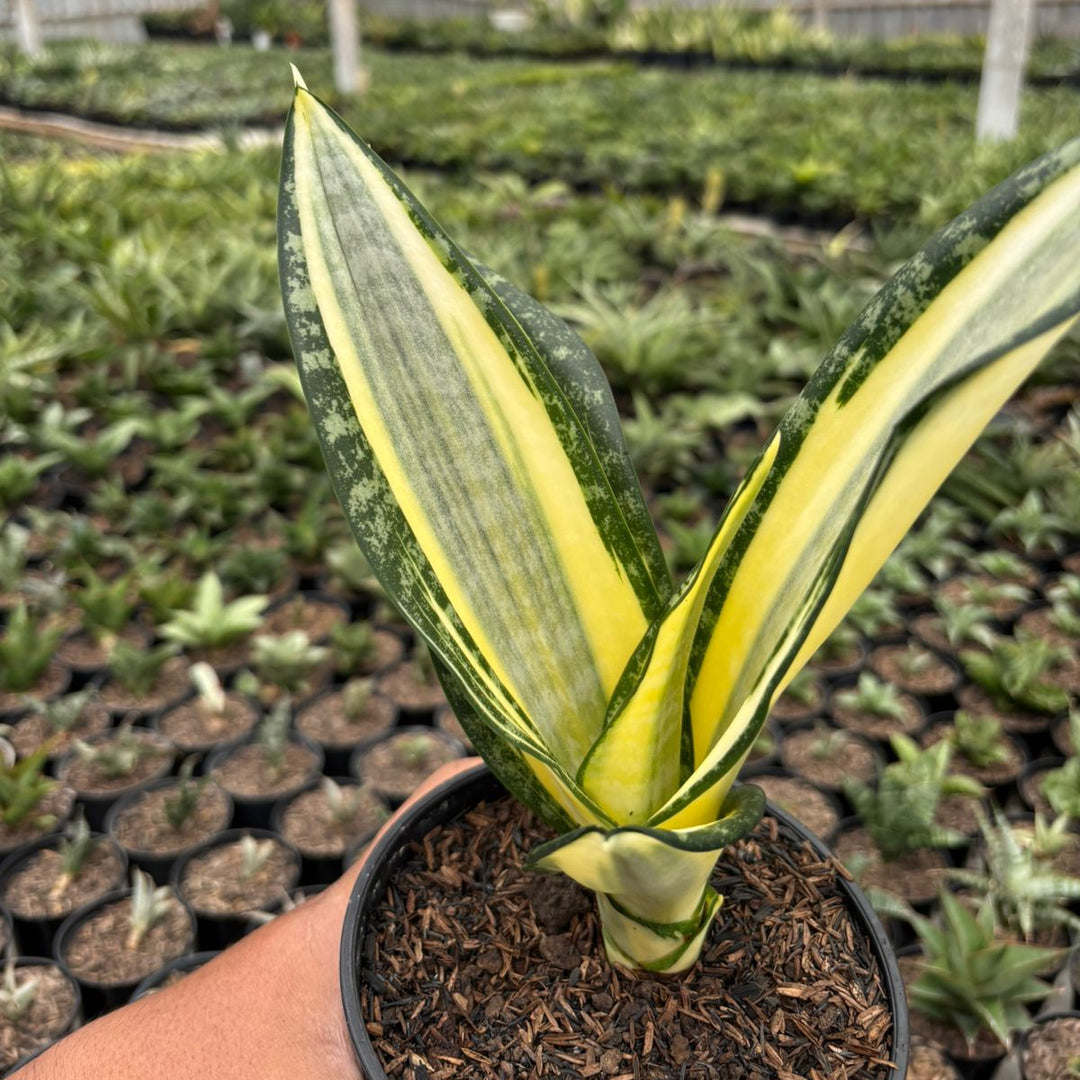 plant that looks like snakes sansevieria futura hendrika – Succulentasia