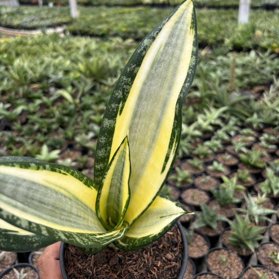 sansevieria futura hendrika