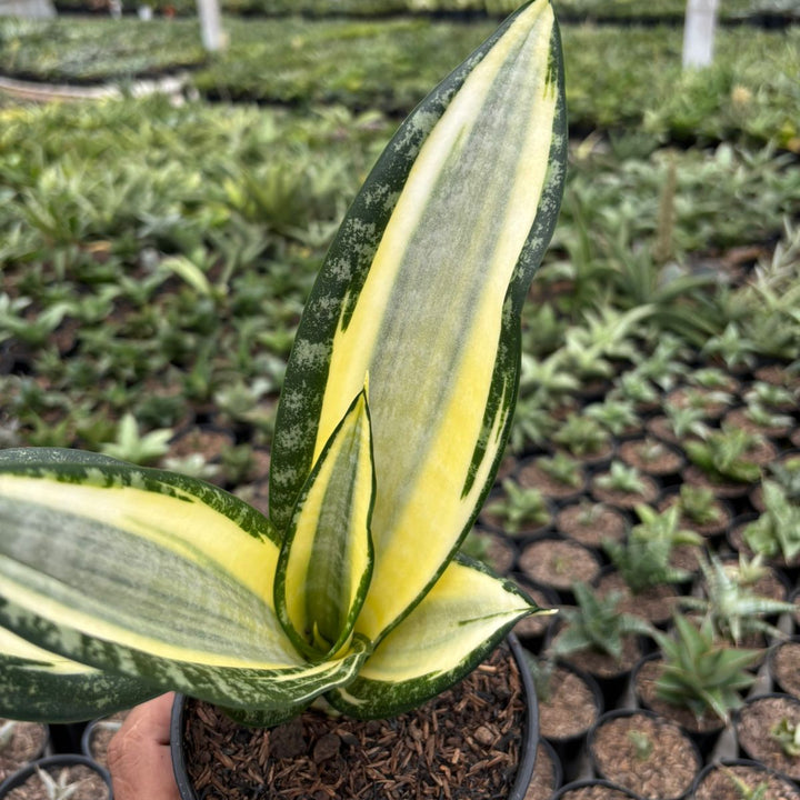 sansevieria futura hendrika