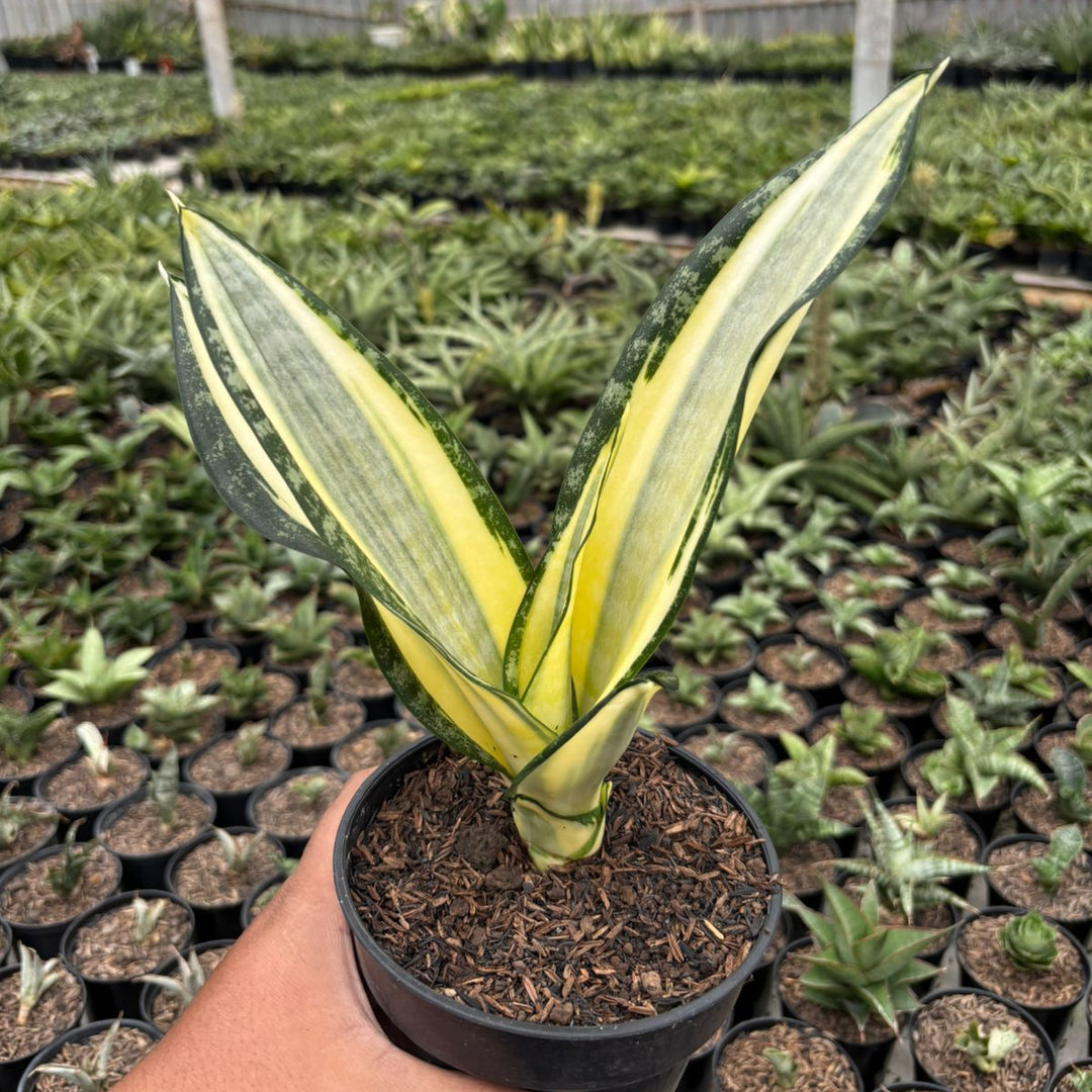 sansevieria sansevieria futura hendrika