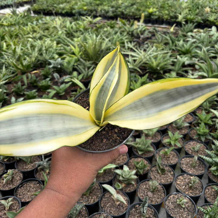 Sansevieria splash