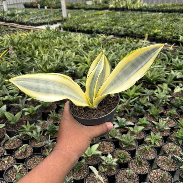 Sansevieria splash