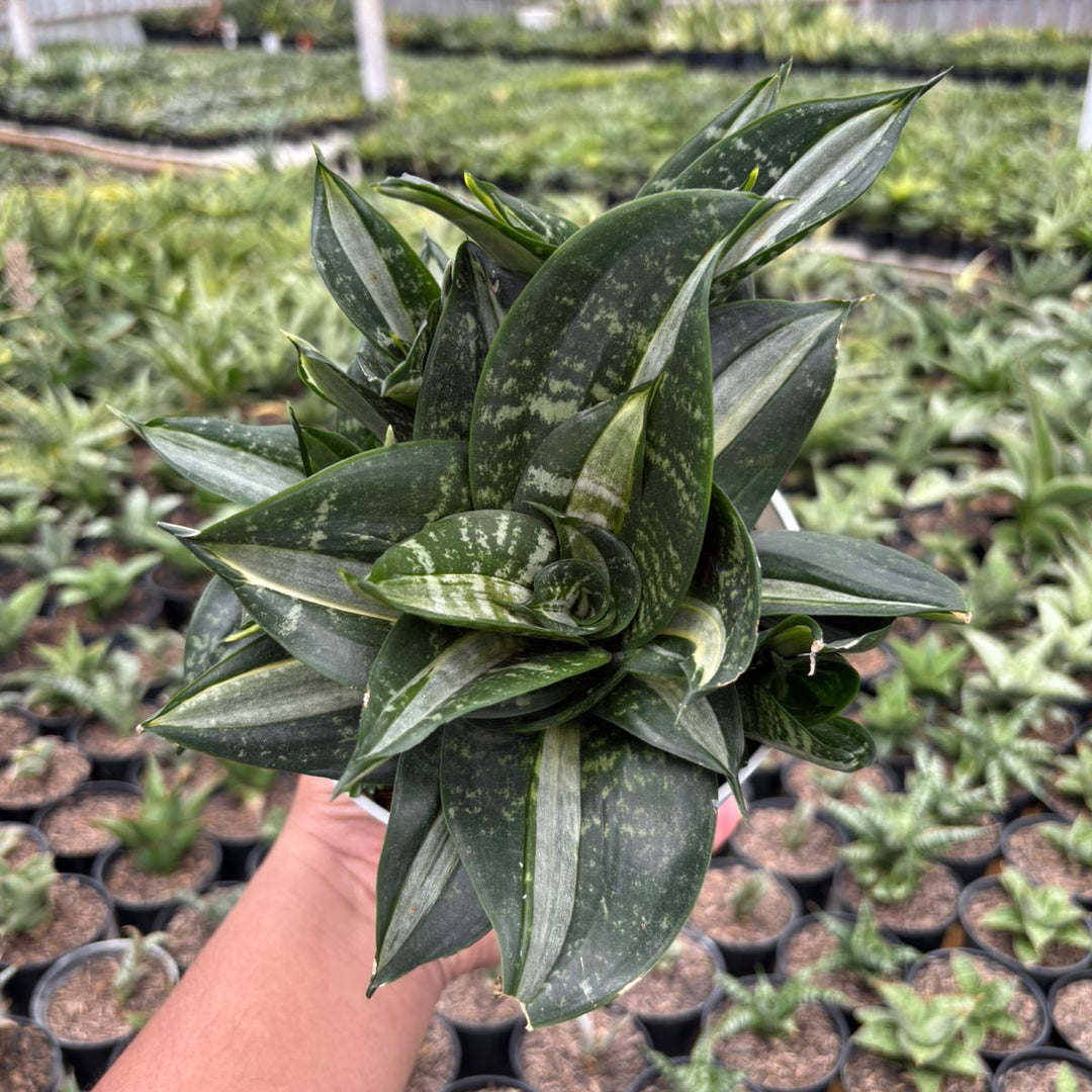 sansevieria streaker Sansevieria Hahnii Sticker