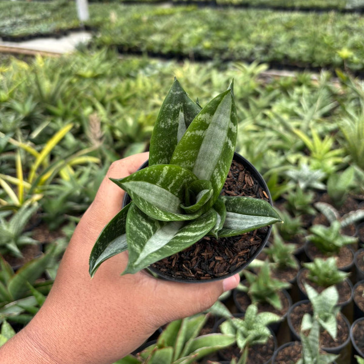Sansevieria Hahnii Sticker