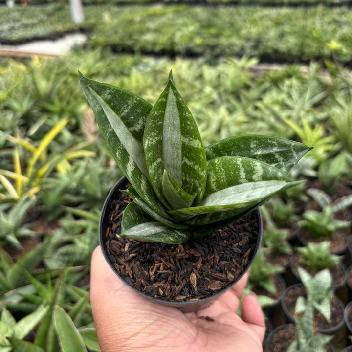 Sansevieria Hahnii Sticker