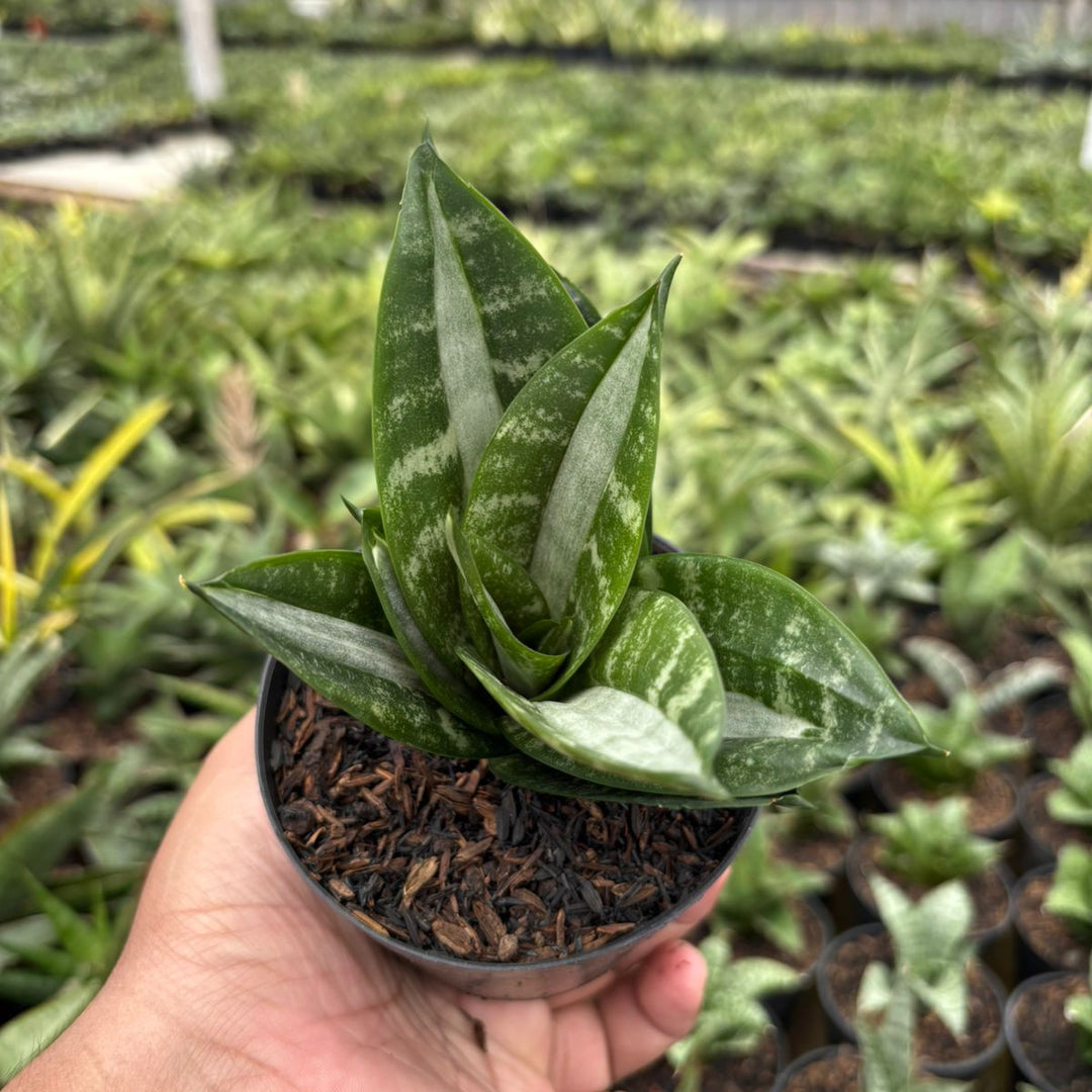 Sansevieria Hahnii Sticker