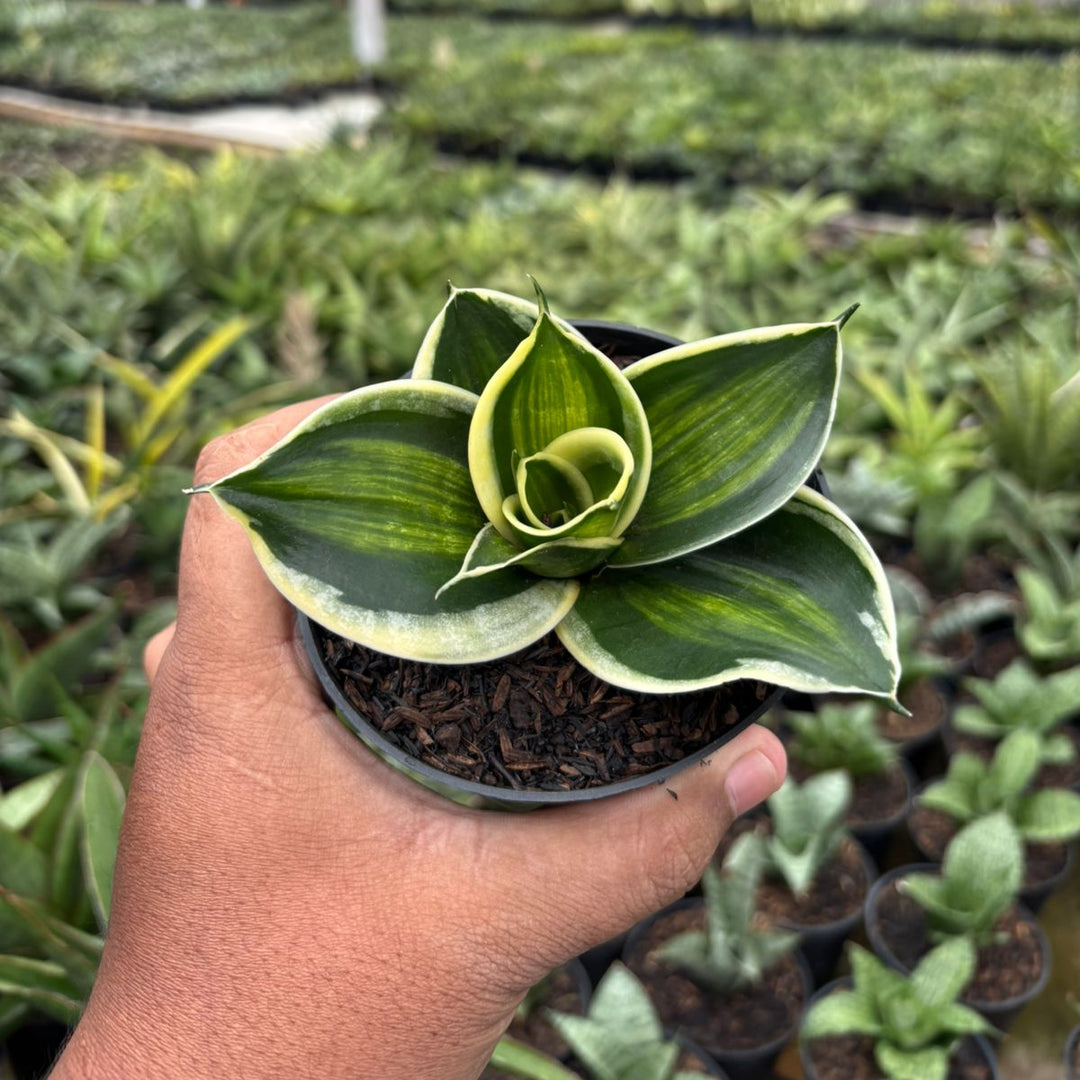 jade variegated plant Sansevieria Jade Dwarf Variegated Striata – Succulentasia