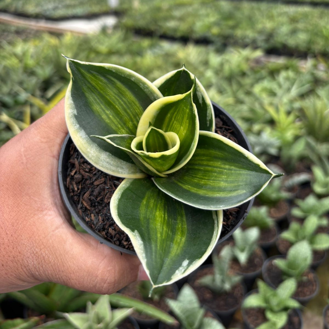 miniature variegated jade plant Sansevieria Jade Dwarf Variegated Striata – Succulentasia
