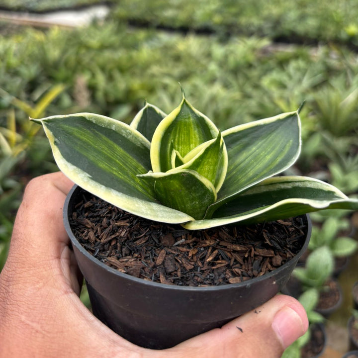 Sansevieria Jade Dwarf  Variegated Striata