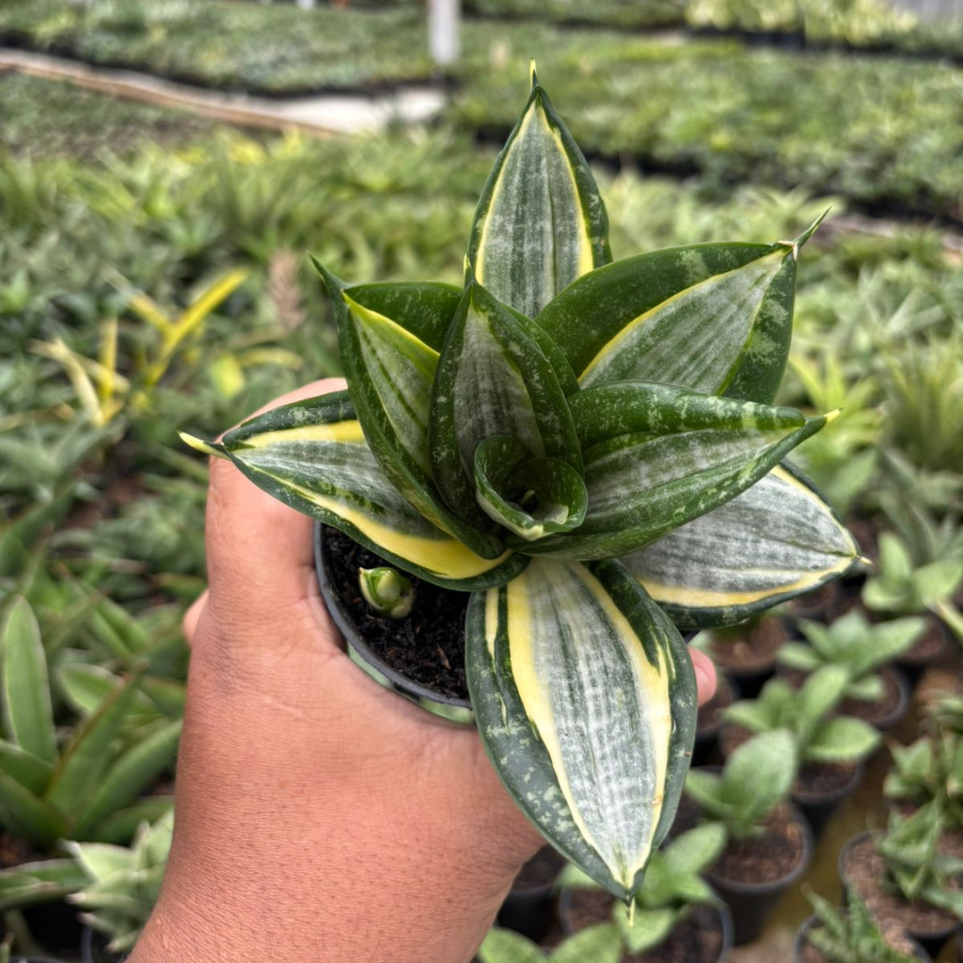 Sansevieria Hahnii Zebra