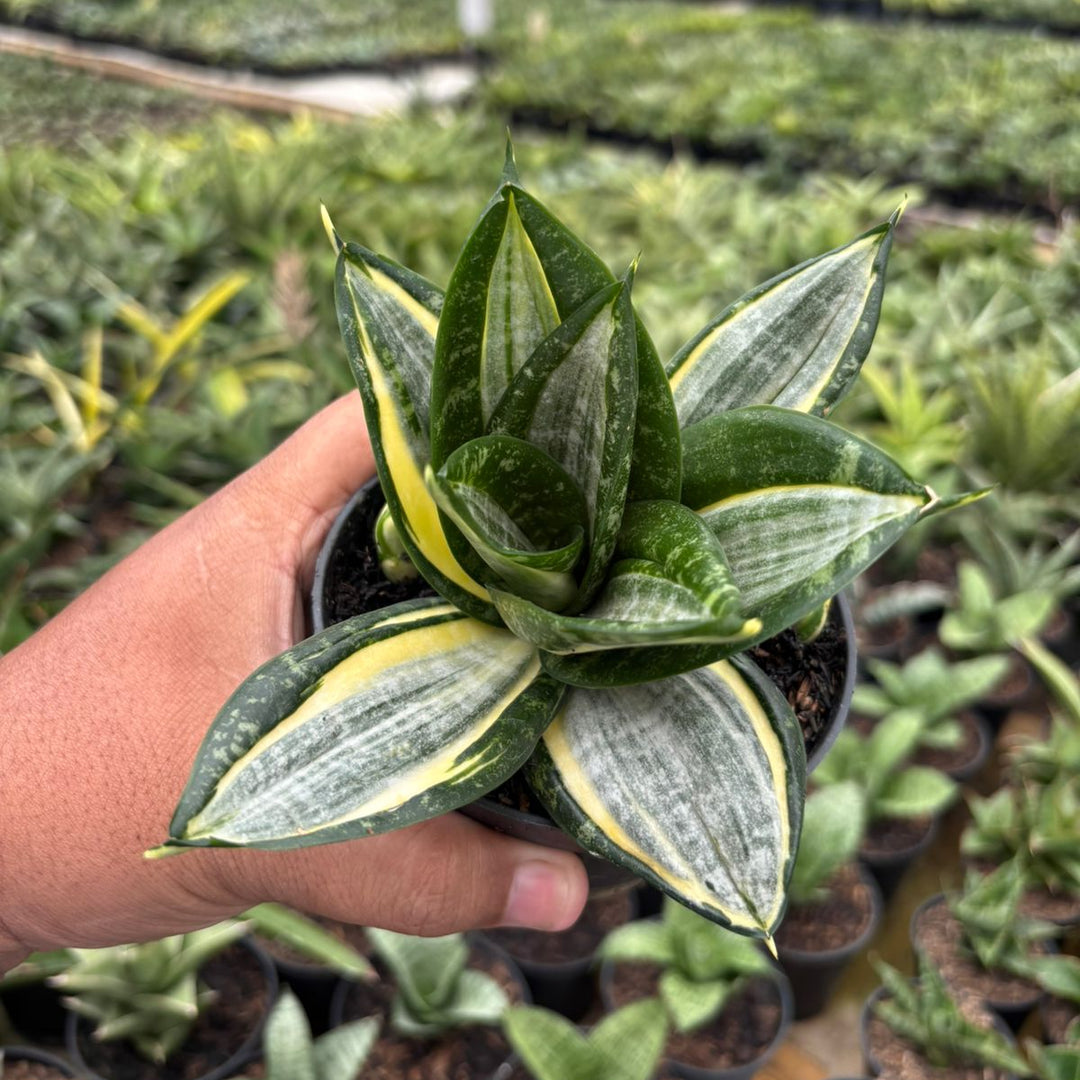zebra snake plant Sansevieria Hahnii Zebra – Succulentasia