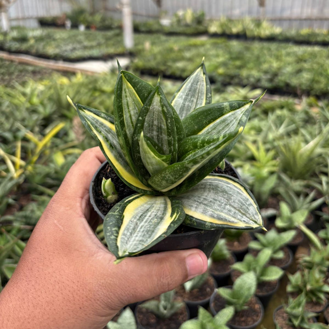 sansevieria hahnii silver marginata Sansevieria 'Hahnii Silver Zebra'