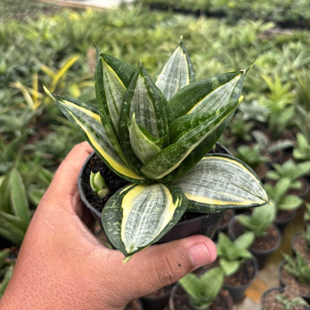 Sansevieria Hahnii Zebra
