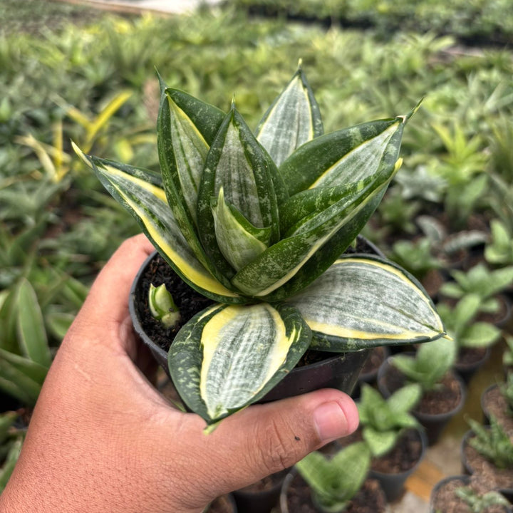 Sansevieria Hahnii Zebra